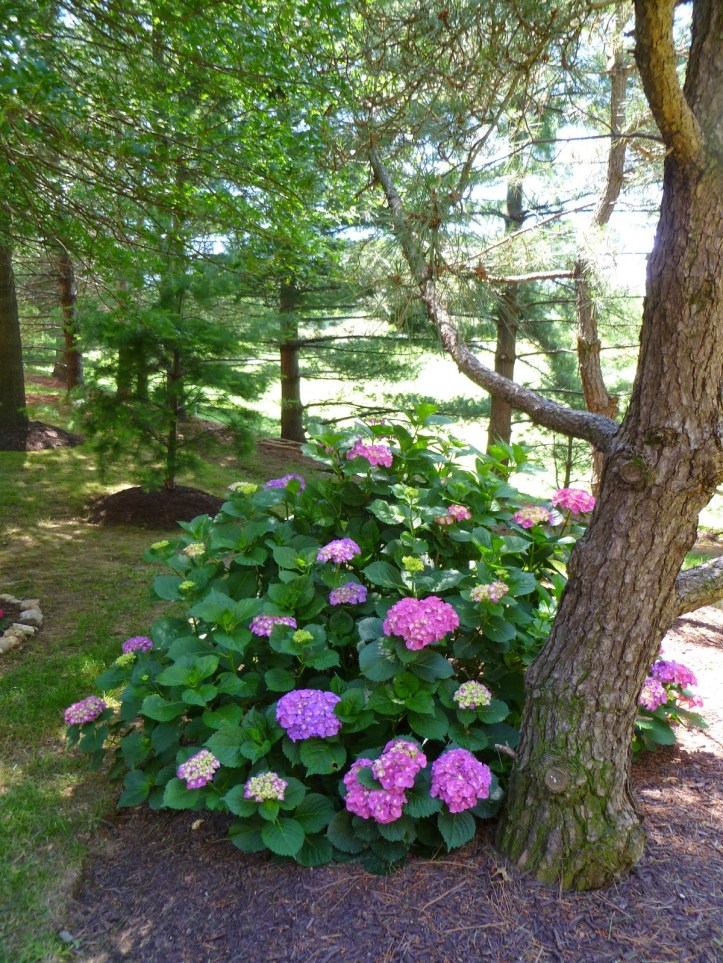 Columbia, Maryland 6.8.12 (1).JPG