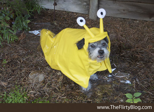 diy-dog-costume-banana-slug