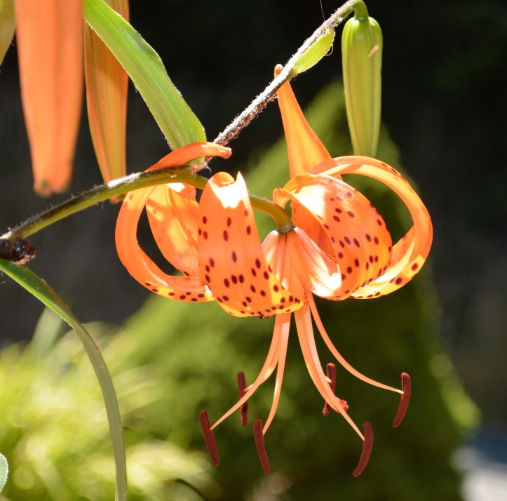 Mistress Lily by Debbi Manders, Coos Bay, Oregon 