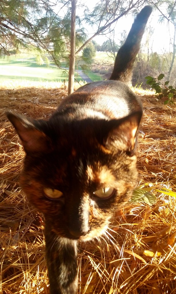 Josephine aka Josephina Ballerina aka Jo Jo Bean 11/12/15